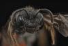 Sphecodes sp.